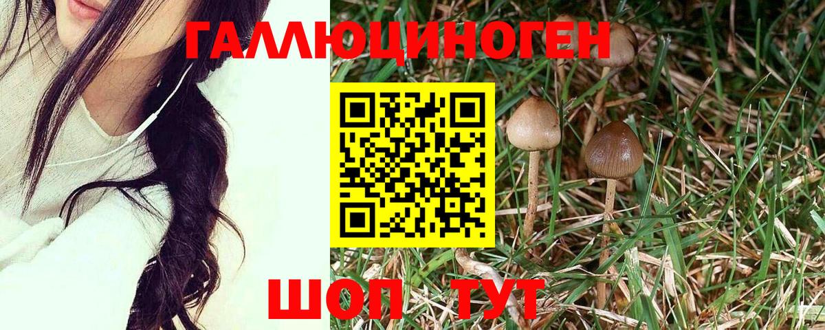Муром  Псилоцибиновые грибы GOLDEN TEACHER  Вход с VPN 